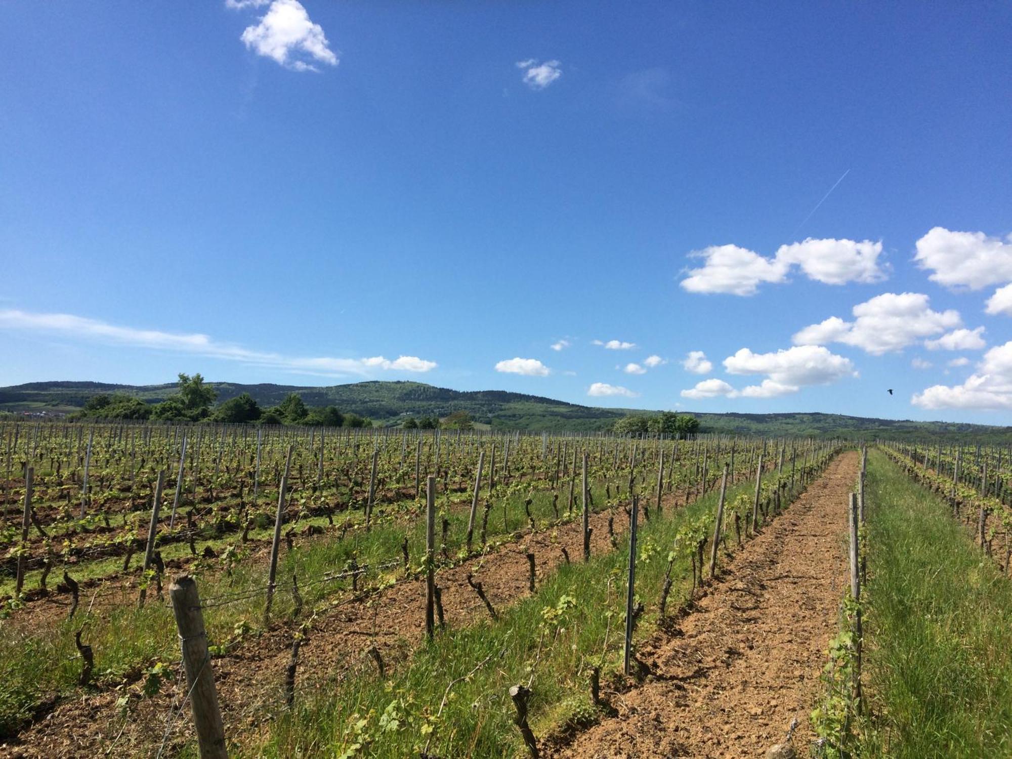 Weingut Hans Bausch Hattenheim Εξωτερικό φωτογραφία